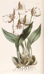Rhynchostele rossii (als Syn. Odontoglossum rossii)